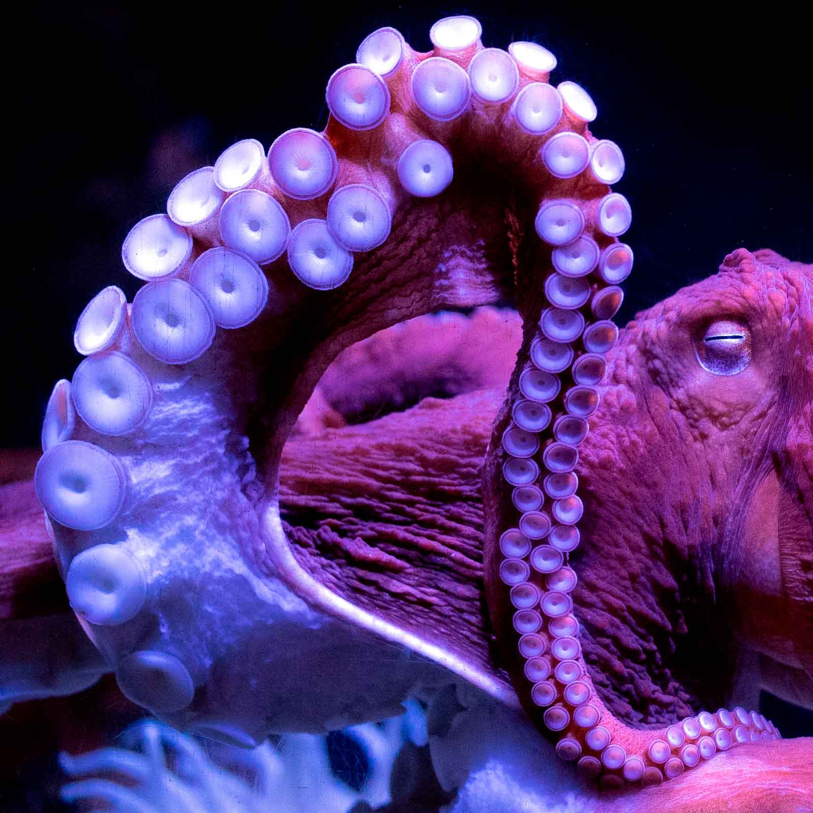 Juntos podemos cerrar la granja de pulpos de Canarias