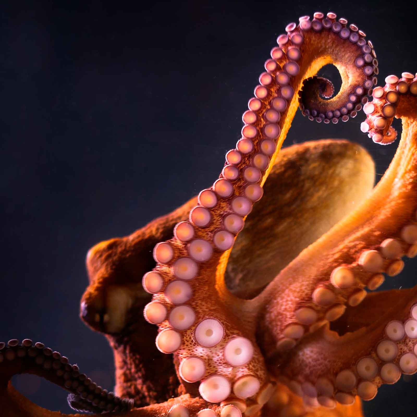 Juntos podemos cerrar la granja de pulpos de Canarias