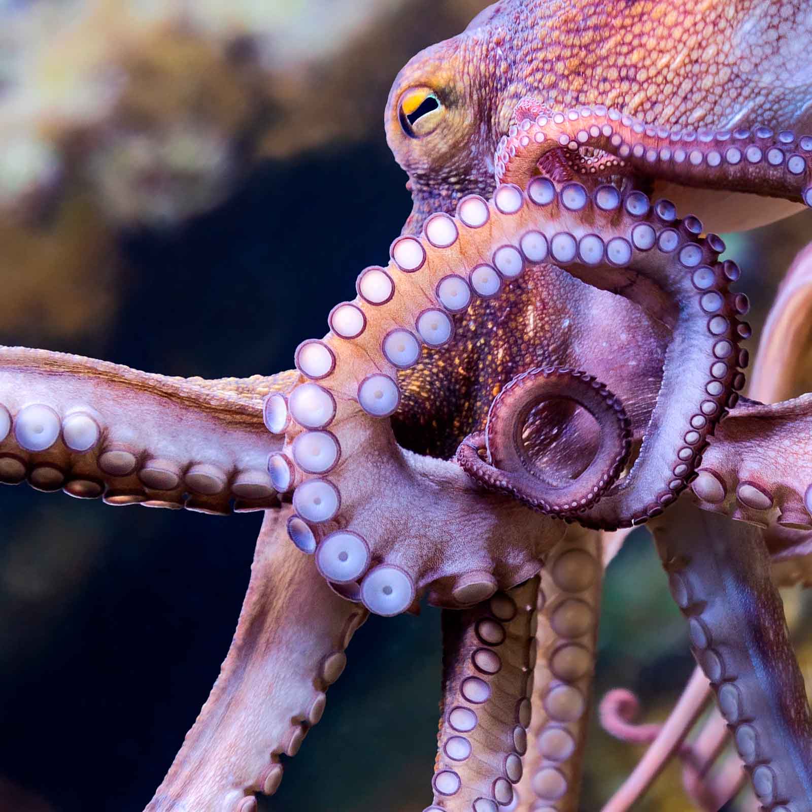 Juntos podemos cerrar la granja de pulpos de Canarias